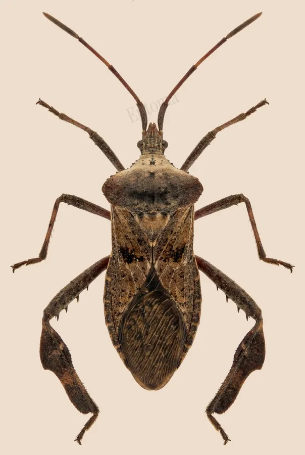 Acanthocephala declivis, Acanthocephala declivis, plaat