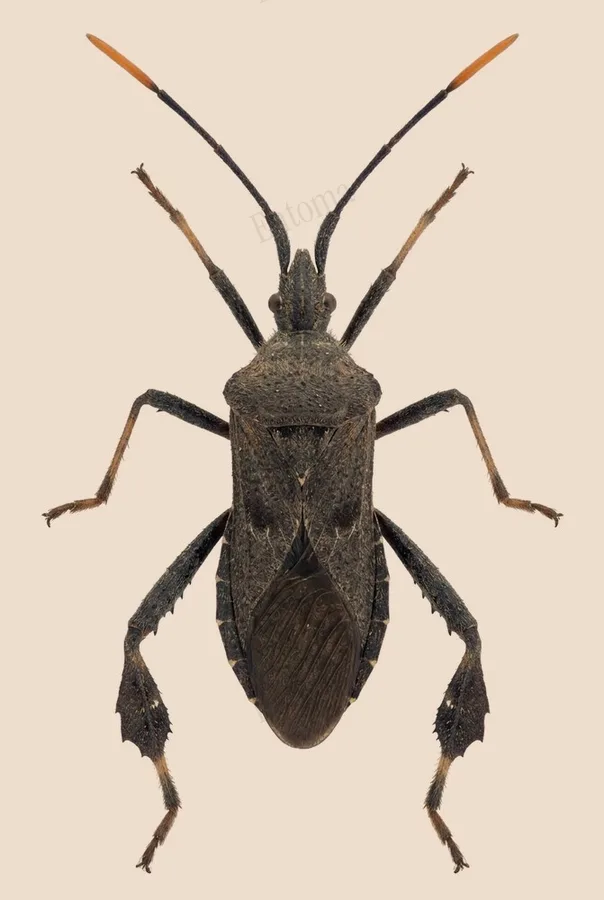 Leaf-footed bug, Acanthocephala terminalis, plate