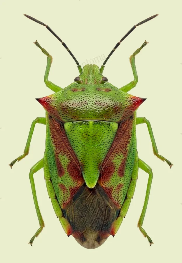 Hawthorn shield bug, Acanthosoma haemorrhoidale, plate