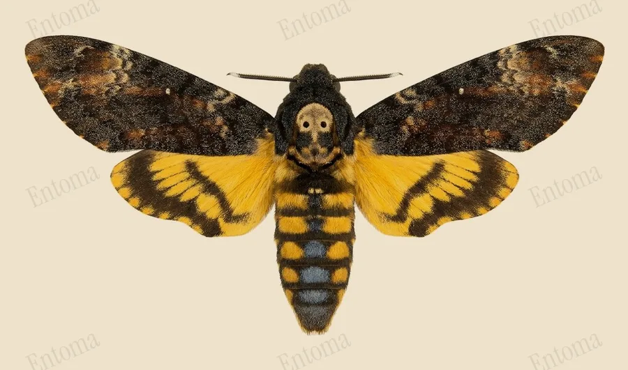 Death's-head hawkmoth, Acherontia atropos, plate