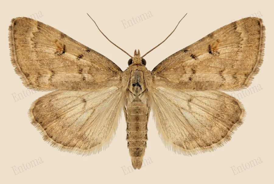 Achyra rantalis（Achyra rantalis）の図版