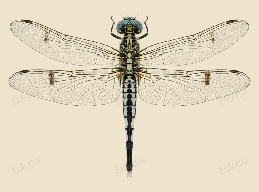 Acisoma panorpoides, Acisoma panorpoides, levha