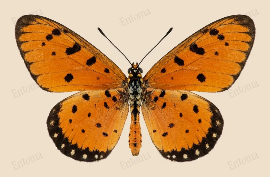 Acraea terpsicore（Acraea terpsicore）の図版