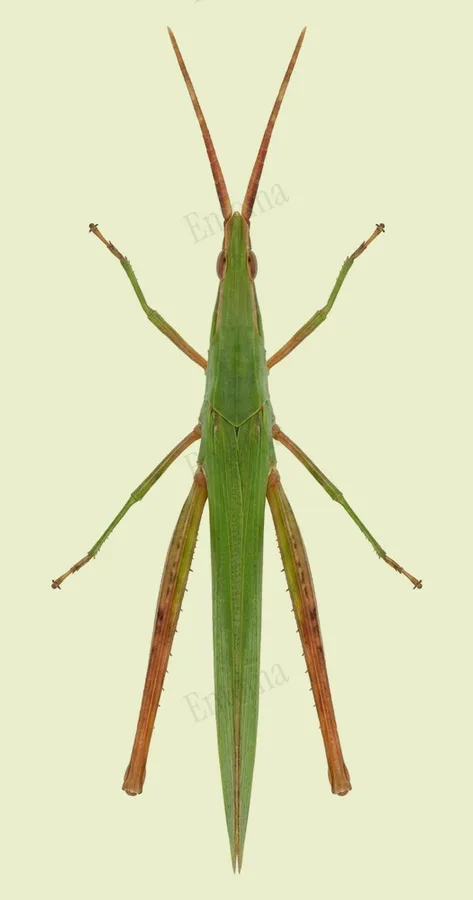 Acrida cinerea, Acrida cinerea, lámina
