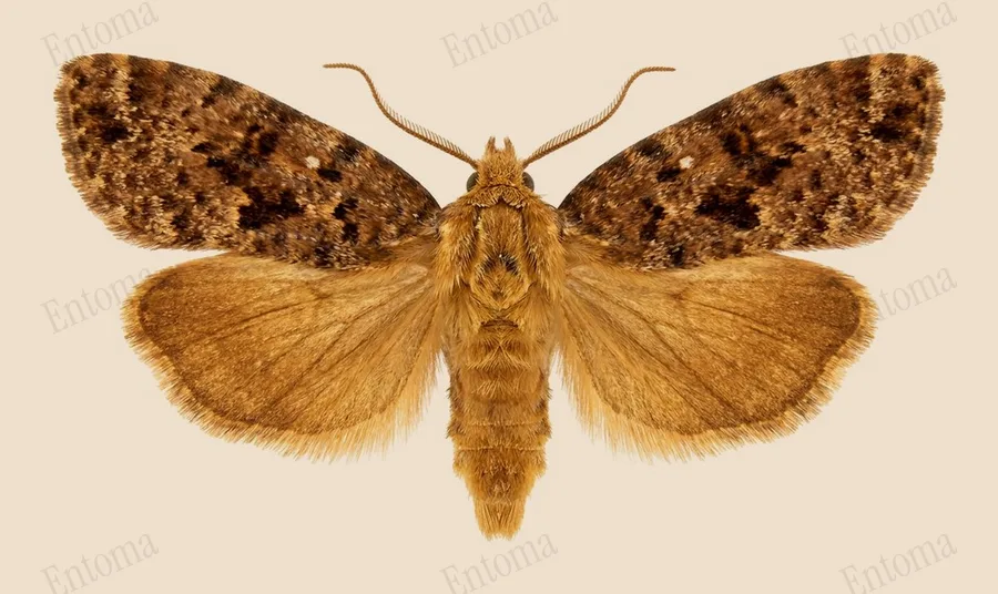 Acrolophus popeanella, Acrolophus popeanella, levha
