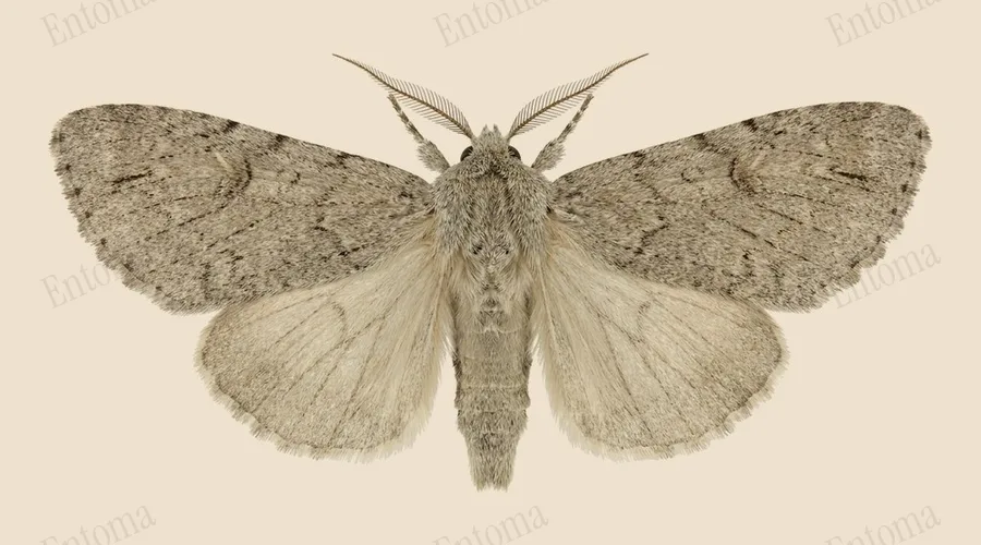 American dagger moth, Acronicta americana, plate