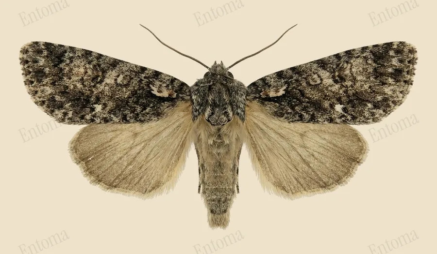 Knot grass moth, Acronicta rumicis, plate
