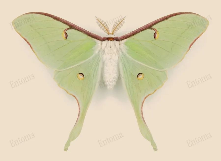 Actias aliena, Actias aliena, levha