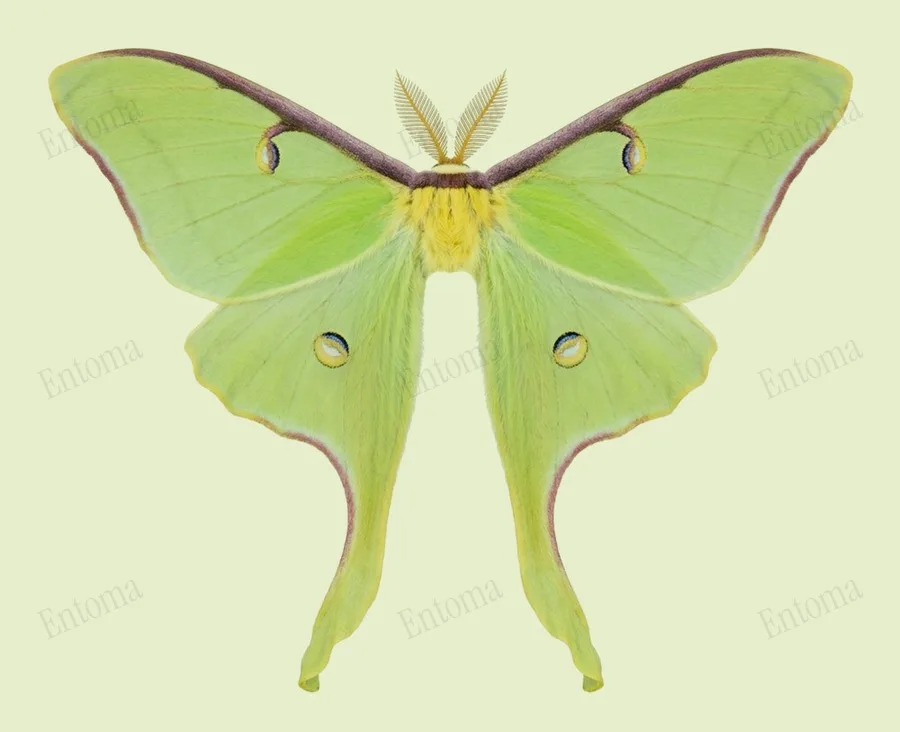 North American luna moth, Actias luna, plate