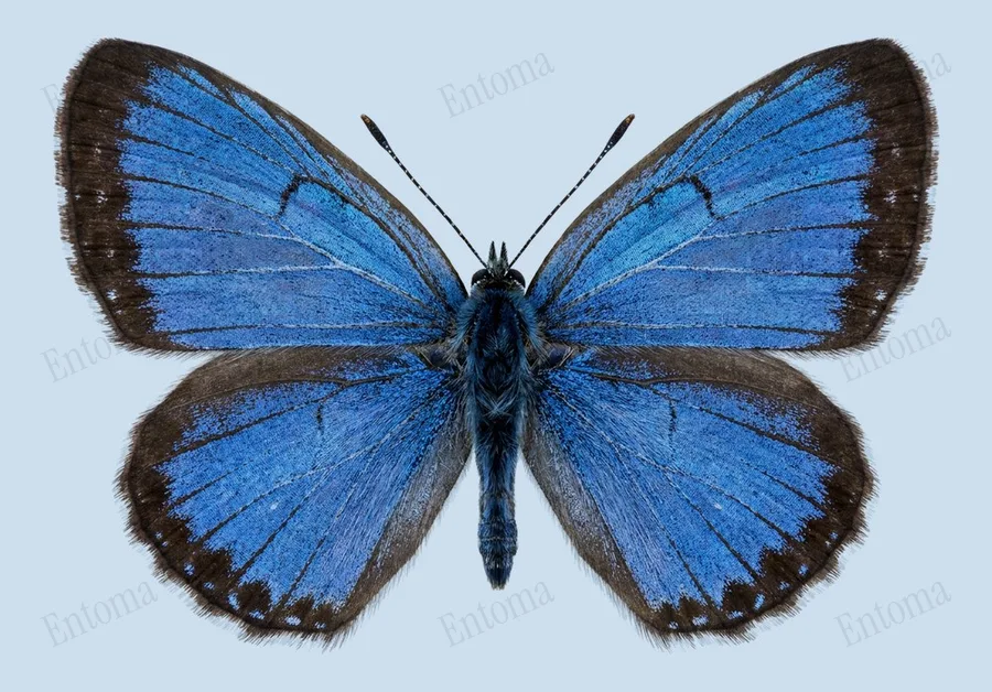 Acytolepis puspa, Acytolepis puspa, tavola