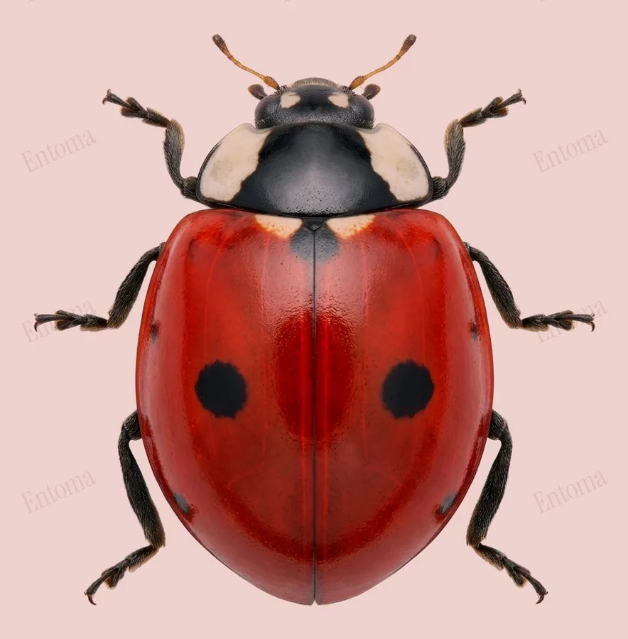 Two-spotted lady beetle, Adalia bipunctata, plate