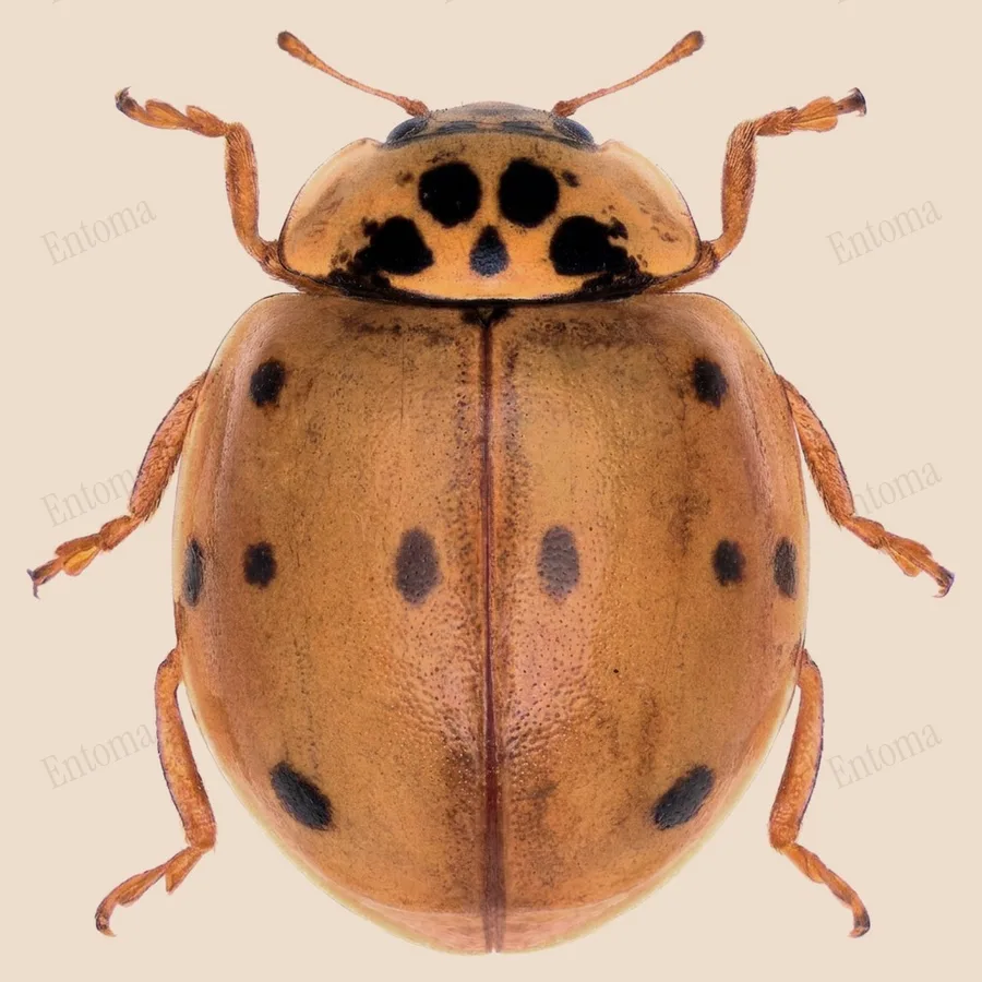 10-spot ladybird, Adalia decempunctata, plate
