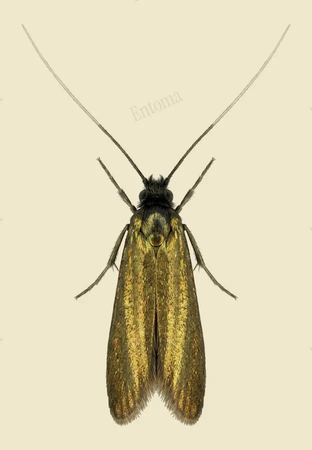 Green longhorn, Adela reaumurella, plate