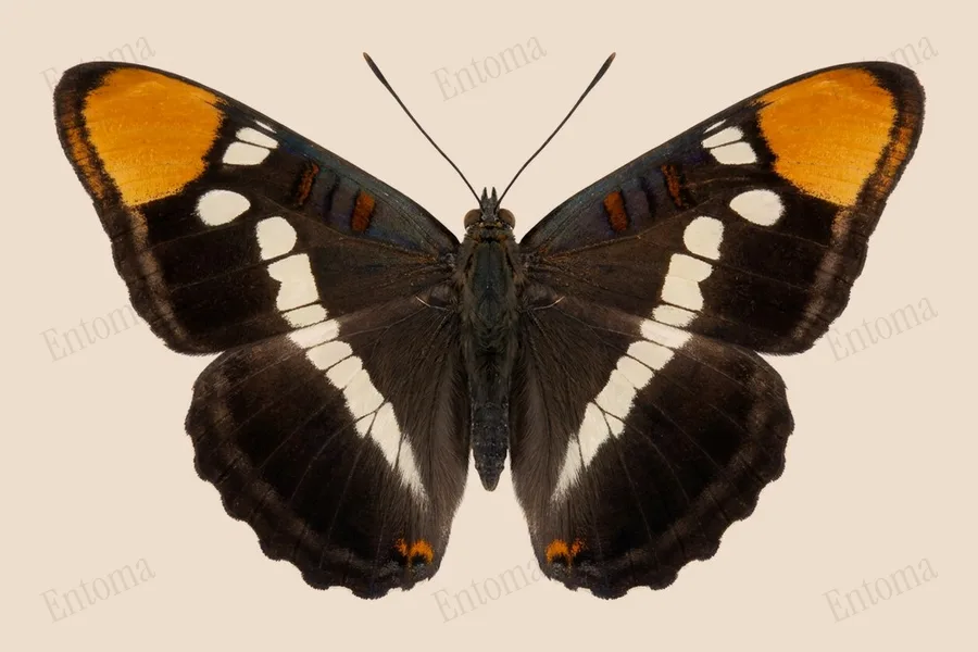 Adelpha californica, Adelpha californica, tavola