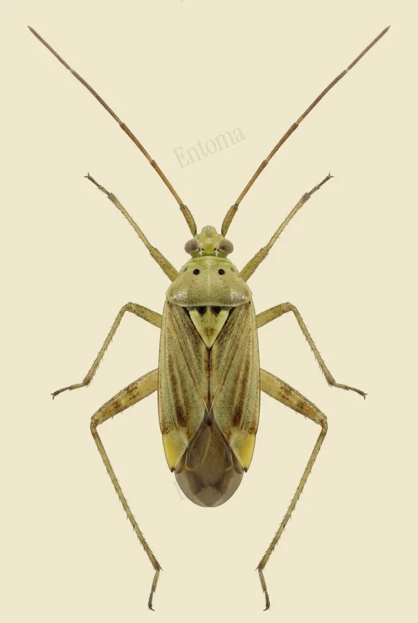 Alfalfa plant bug, Adelphocoris lineolatus, plate