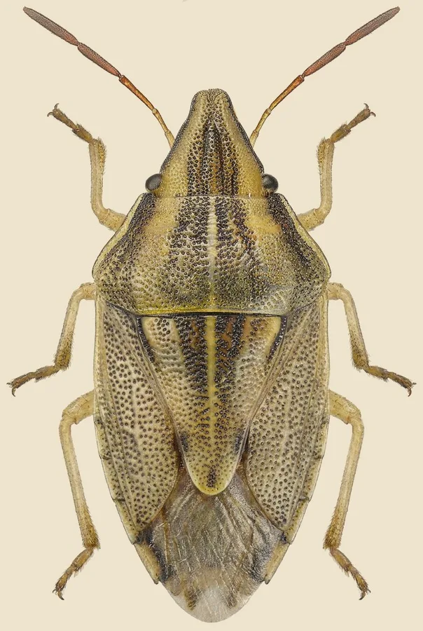 Bishop's mitre shield bug, Aelia acuminata, plate