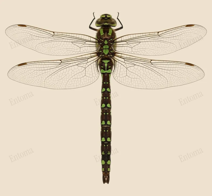 Southern hawker, Aeshna cyanea, plate