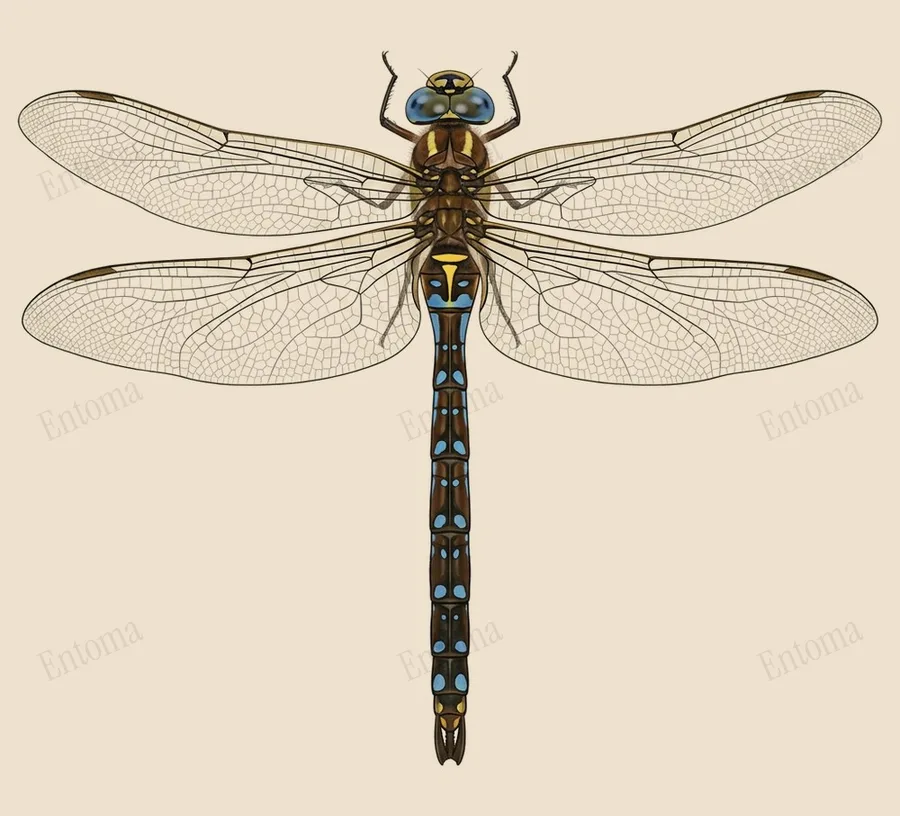 Migrant hawker, Aeshna mixta, plate