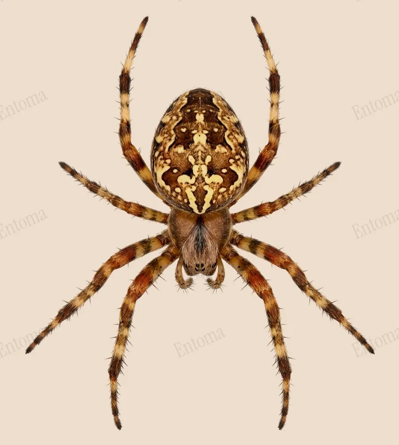 Agalenatea redii（Agalenatea redii）の図版