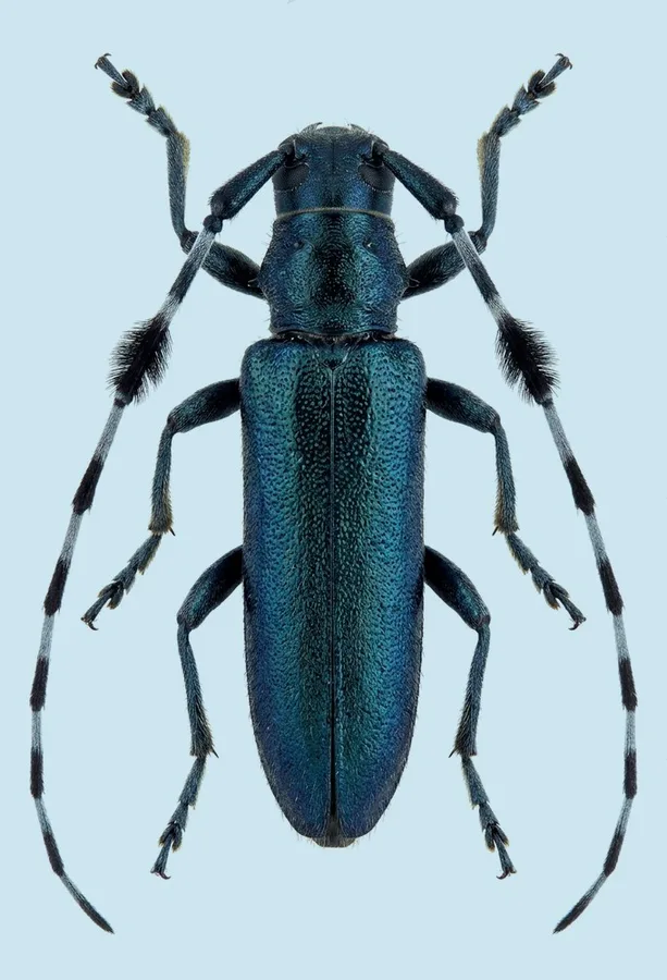Agapanthia amurensis, Agapanthia amurensis, levha