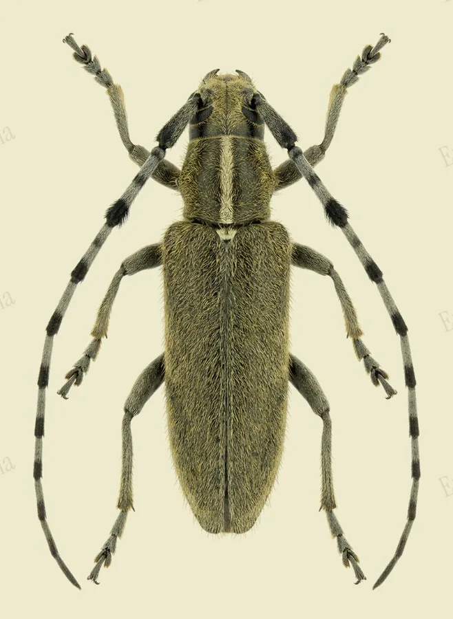 Golden-bloomed longhorn beetle, Agapanthia villosoviridescens, plate