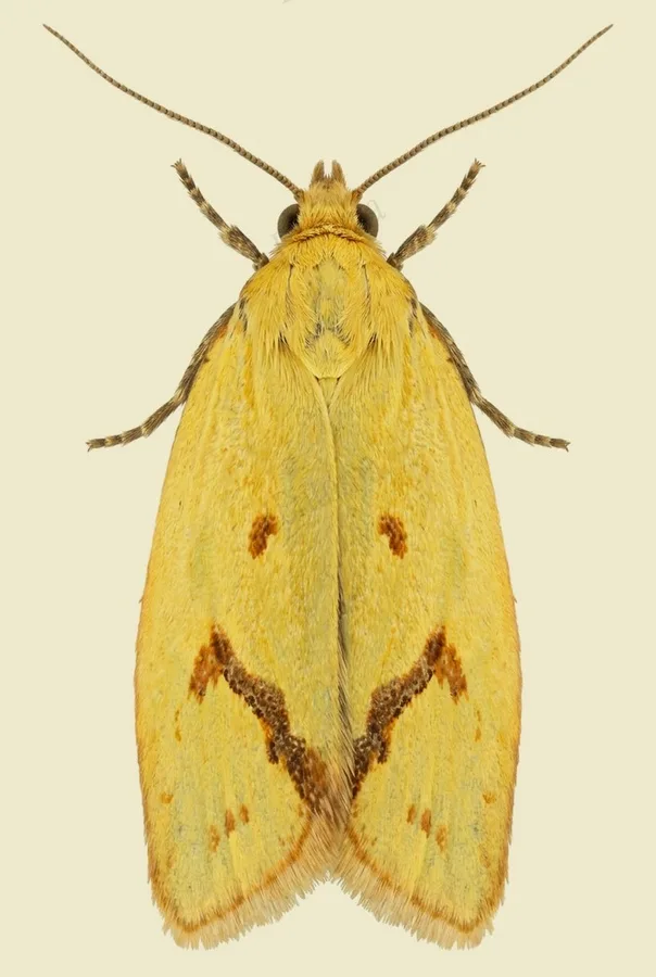 Common yellow conch, Agapeta hamana, plate