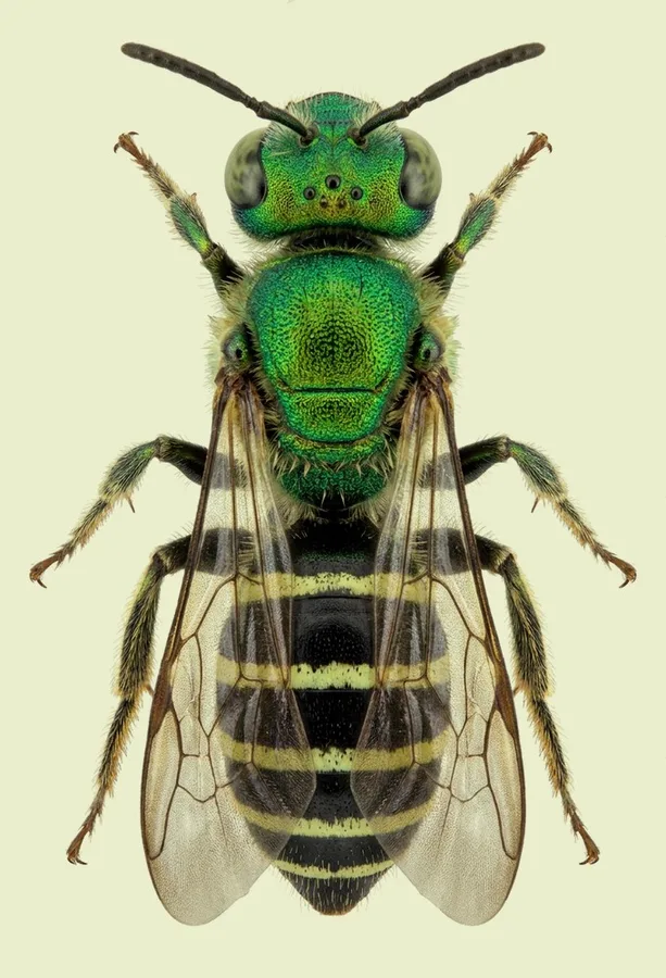 Agapostemon virescens, Agapostemon virescens, lámina