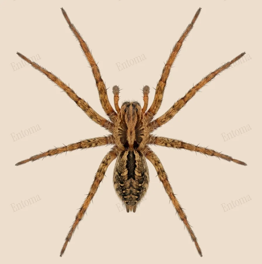 Agelena labyrinthica, Agelena labyrinthica, tavola