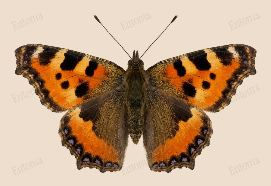 Aglais caschmirensis（Aglais caschmirensis）の図版