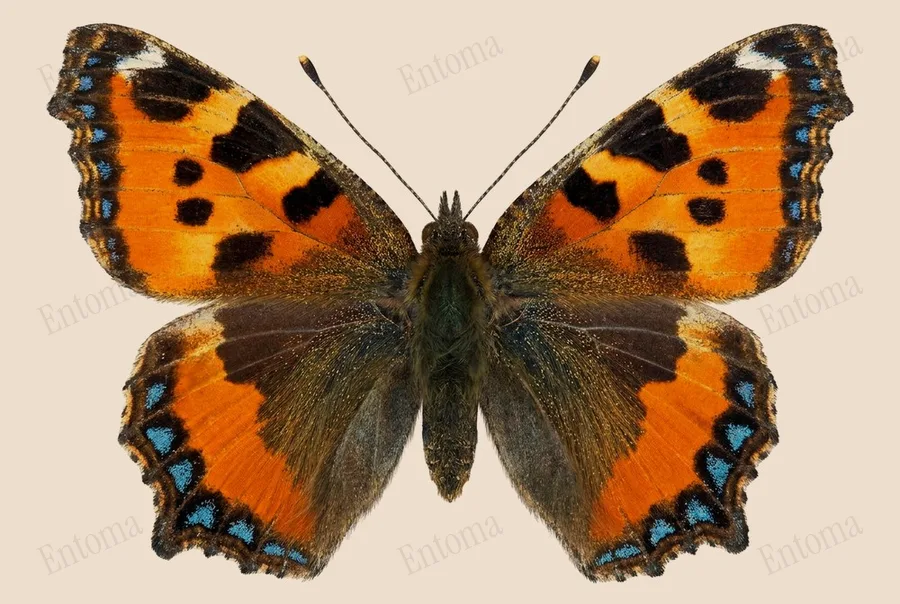 Small tortoiseshell, Aglais urticae, plate