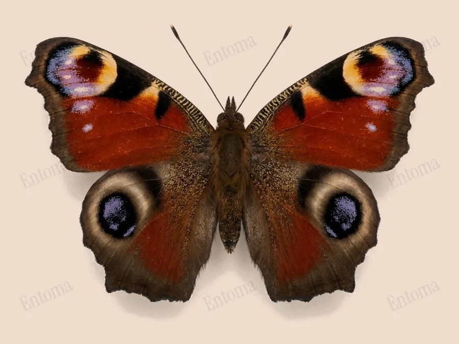 Peacock, Aglais io, plate