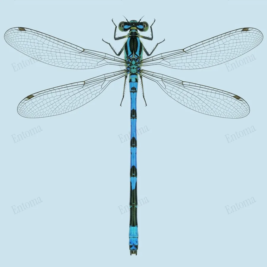 Agriocnemis femina, Agriocnemis femina, tavola