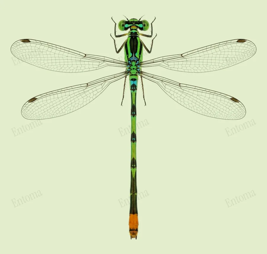 Agriocnemis pygmaea, Agriocnemis pygmaea, plaat