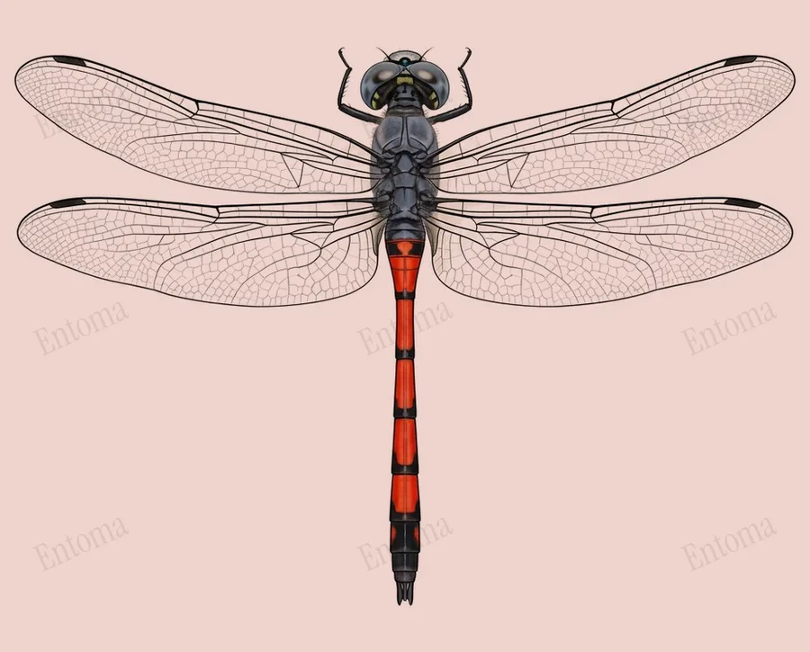 Agrionoptera insignis（Agrionoptera insignis）の図版