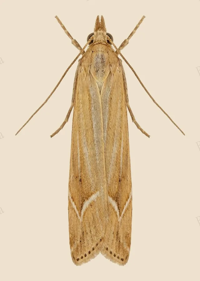 Elbow-striped grass-veneer, Agriphila geniculea, plate