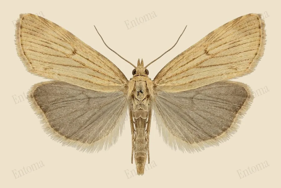 Pearl veneer, Agriphila straminella, plate
