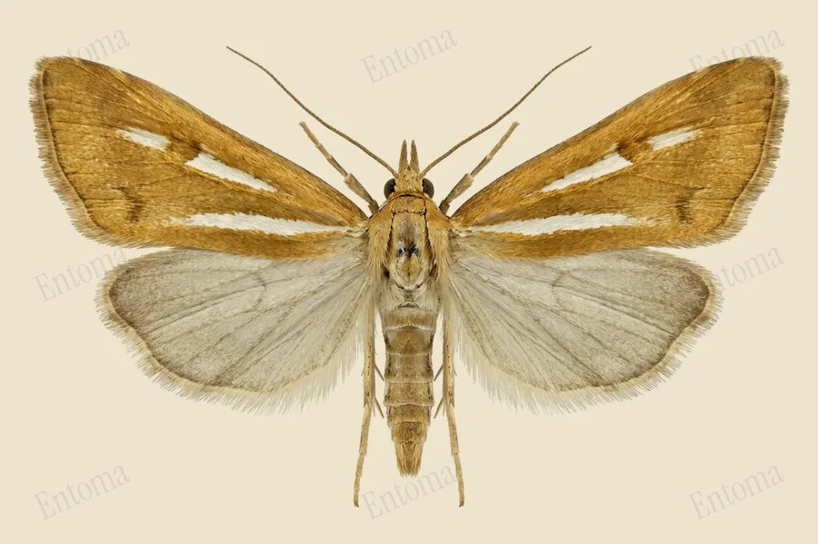 Common grass-veneer, Agriphila tristella, plate