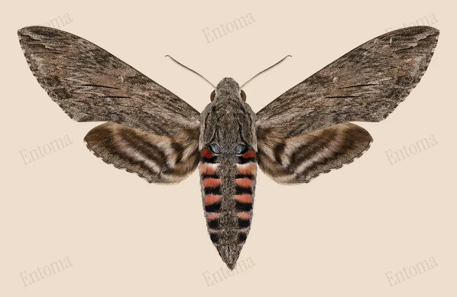 Convolvulus hawk-moth, Agrius convolvuli, plate