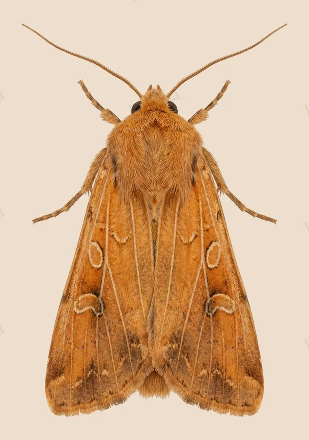Lunar underwing, Agrochola lunosa, plate