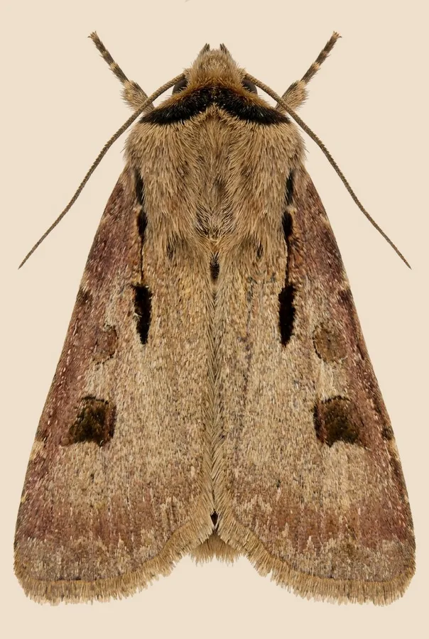 Heart and dart, Agrotis exclamationis, plate
