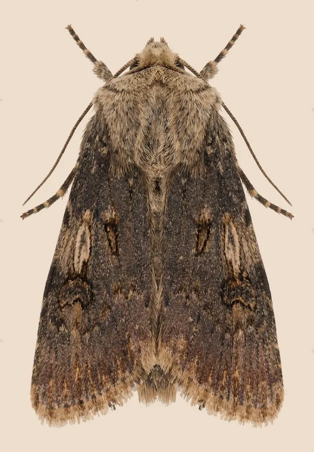 Shuttle-shaped dart, Agrotis puta, plate