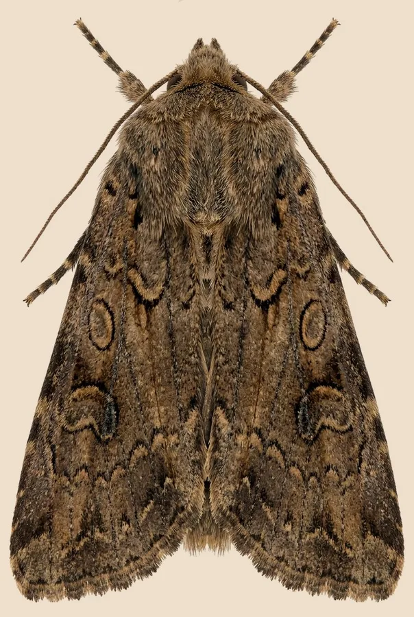 Turnip moth, Agrotis segetum, plate