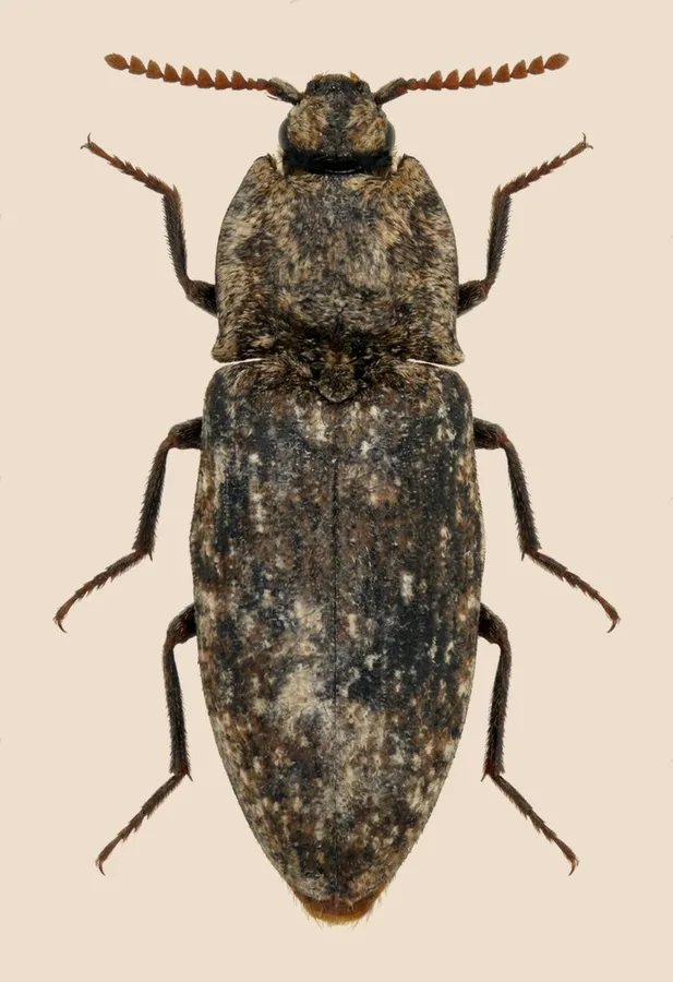 Mottled dingy-brown click beetle, Agrypnus murinus, plate