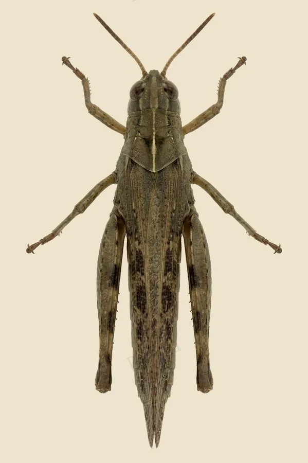 Broad green-winged grasshopper, Aiolopus strepens, plate
