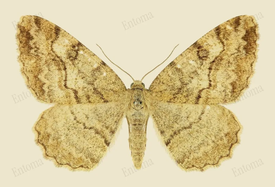 Mottled beauty, Alcis repandata, plate