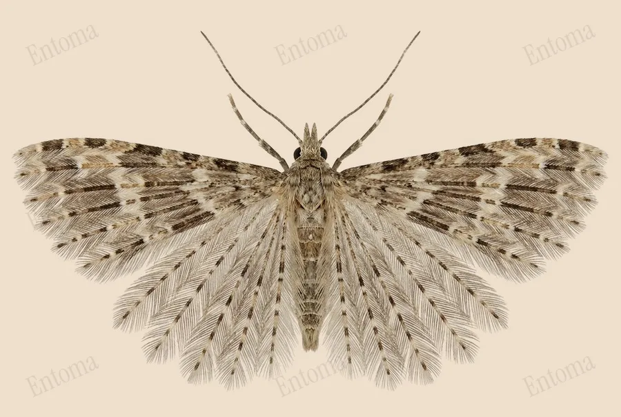 Twenty-plume moth, Alucita hexadactyla, plate
