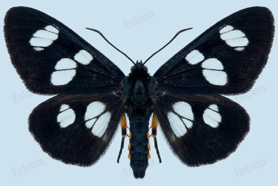 Alypia octomaculata, Alypia octomaculata, tavola