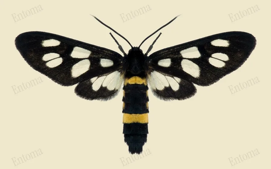 Amata fortunei, Amata fortunei, planche