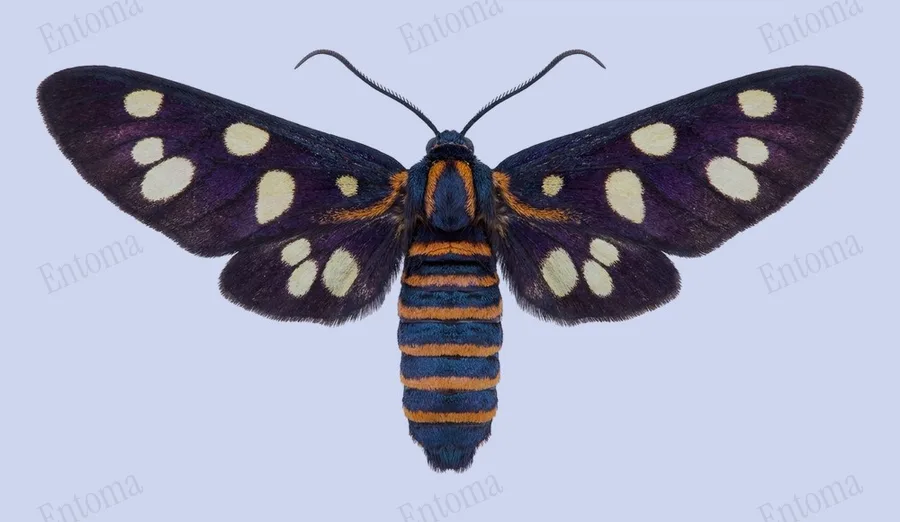 Amata passalis（Amata passalis）の図版