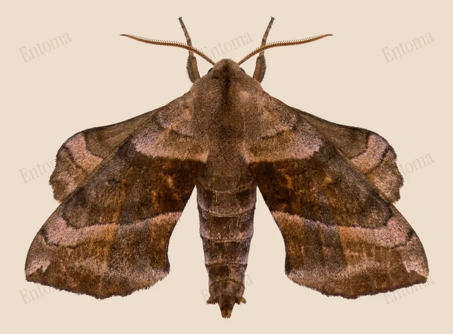 Amorpha juglandis, Amorpha juglandis, levha